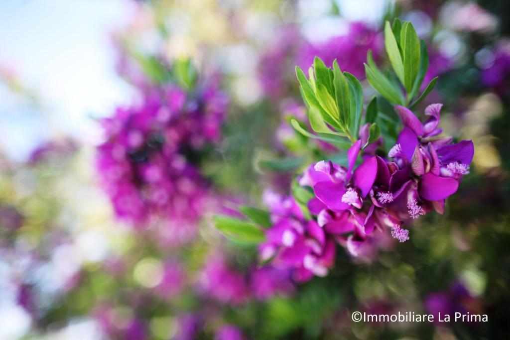 Appartamenti Ideal อิโซลา โรสซา ภายนอก รูปภาพ